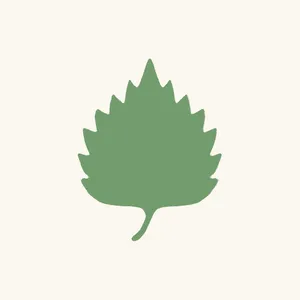 Shiso