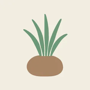 haitian vetiver