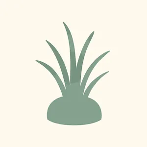 Vetiver