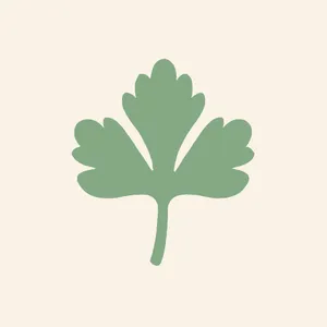 Coriander